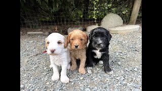 Labradoodle Puppies Start Eating On Their Own  Shadow Pebbles E 05 [upl. by Rangel]