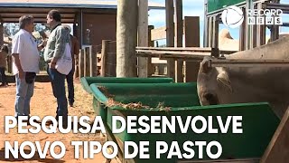 Pesquisa desenvolve novo tipo de pasto para o gado [upl. by Daj]