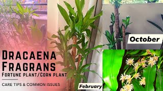 Fortune Plant aka Dracaena Fragrans Corn plant Care Tips and Plant Common Issues [upl. by Kampmann589]