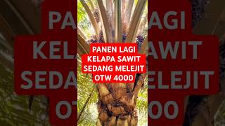 Harga Kelapa sawit sedang melejit [upl. by Burrow]