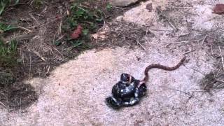 King Snake vs Corn Snake [upl. by Ulu452]