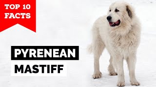 Pyrenean Mastiff  Top 10 Facts [upl. by Brok303]