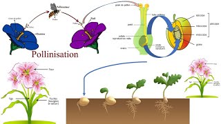 Reproduction sexuée des plantes et pollinisation [upl. by Ecyar]