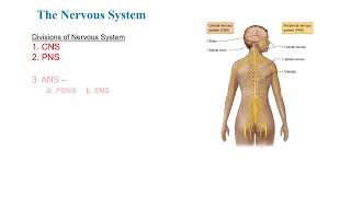 Nervous Tissue Part 1 [upl. by Wileen28]