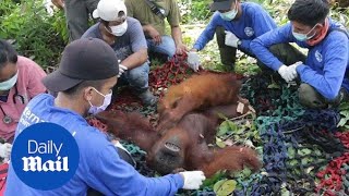 Baby orangutan clings to mother as theyre rescued from Borneo forest [upl. by Yumuk]