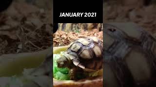 THE GROWTH OF SULCATA TORTOISE [upl. by Yroggerg]