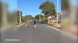 Boy takes his pet alpaca for a run while riding his skateboard [upl. by Adnertal571]