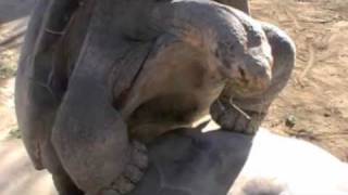 Galapagos tortoise grunting noises of joy [upl. by Anse389]