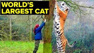 Worlds LARGEST Cat — The Amur Tiger [upl. by Dnaltiak]