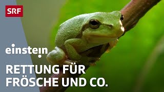 Amphibien – unsere Frösche Molche amp Kröten sind vom Aussterben bedroht  Einstein  SRF Wissen [upl. by Grobe121]