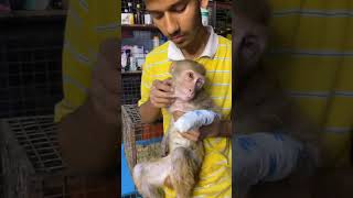 Baby Monkey Got Electric Shock  Rescued in Horrible Condition  Aashiyana By Naman [upl. by Burl386]