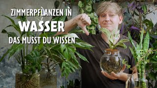 Zimmerpflanzen in Wasser halten Darum rate ich dir von diesem Trend ab 😱 [upl. by Kahlil]