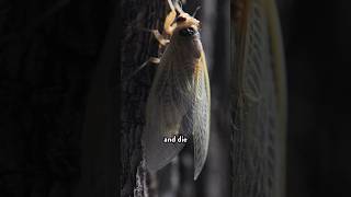 TRILLIONS of cicadas are emerging Math can tell us why… [upl. by Audrey]