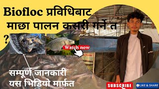 Biofloc fish farming techniqueBiofloc प्रविधिबाट माछा पालन bioflocfish [upl. by Nosreh586]