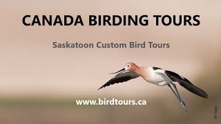 Canada Birding Tours Summer V3 [upl. by Lyudmila]