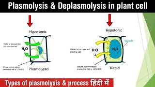 Plasmolysis and deplasmolysis in plant cell  types of plasmolysis  lectures in Hindi [upl. by Eninotna]