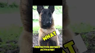 doglover Protective instinct activated belgianmalinois [upl. by Papke704]