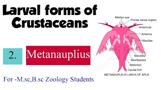 Part2 Larval forms of CrustaceansMetanauplius For Msc Bsc Zoology Students [upl. by Anecuza]