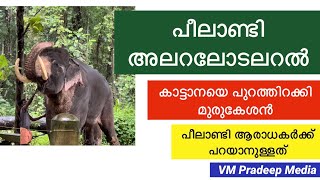 Peelandi സിംഹ ഗർജ്ജനം മുരുകേശനെ കുറിച്ച് ആരാധകർ Elephant story VM Pradeep Media Kerala Elephant [upl. by Argella]