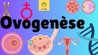 ♀️ ovogenése  production des ovocytes 🟪 كيفية تشكل البويضات ✨️ [upl. by Torrance]