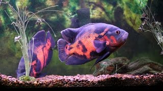 Oscar Fish and Pacus in 29 gallon tank [upl. by Lunn]