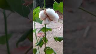 Gossypium herbaceum🌱Plant garden flowers satisfying shorts short youtubeshorts trending 4k [upl. by Whitehurst15]