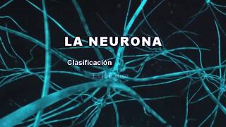 LA NEURONA Clasificación estructura y funciones [upl. by Eadwine]