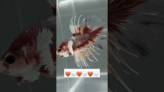 Crown tail dumbo ear betta fish [upl. by Saint]