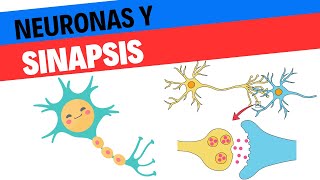 Sinapsis y funcionamiento de las neuronas Neurociencias 2 [upl. by Thema]