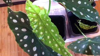 Begonia Maculata Propagation Update [upl. by Farmelo]