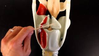 RESPIRATORY SYSTEM ANATOMY Larynx model [upl. by Mouldon]