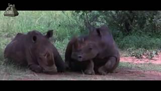 African Animals Getting Drunk From Ripe Marula Fruit [upl. by Sherman139]