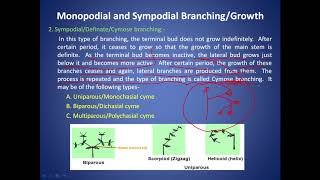 Monopodial and sympodial growth [upl. by Acillegna]