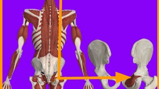 Obturstor Internus MuscleOriginInsertionActionBlood suppInnervationanatrelations gluteus [upl. by Oirelav578]