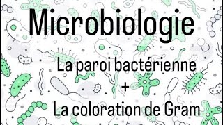 microbiologie L2 SNV 🦠🔬  la paroi bactérienne  coloration de Gram [upl. by Veradia]