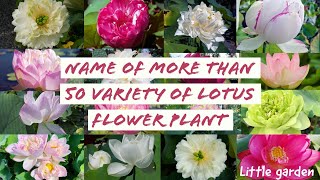 name of more than 50 variety of lotus  lotus types  lotus names  colour of lotus  size of lotus [upl. by Nnylorac]