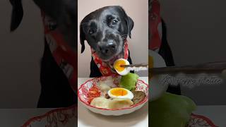 Breakfast Time🥚puppy dog dogfood shorts ytshort youtubeshorts [upl. by Oleg632]