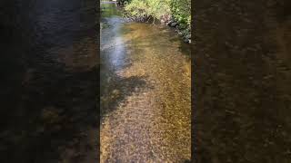 Nine Mile Creek in Bloomington Minnesota nature exploreminnesota bloomingtonminnesota [upl. by Yleve]