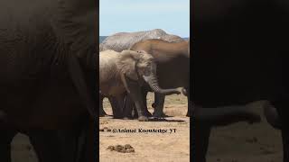 How Much Do African Elephants Weigh [upl. by Arem]