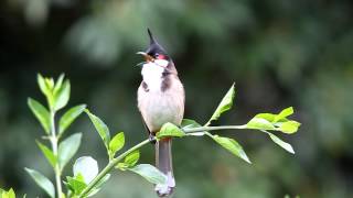 Red Whiskered Bulbul callingMOV [upl. by Etty531]