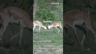 Les cornes mortelles de la gazelle de Grant [upl. by Docilu]