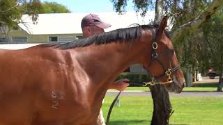 LOT 568 Peltzer x Tituba Colt From Twin Hill Stud [upl. by Ontine]