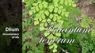 Fan maidenhair fern Adiantum tenerum  part 2 [upl. by Iahc]