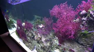 2018 150 Gallon Caribbean Macroalgae saltwater biotope aquarium [upl. by Oilicec]