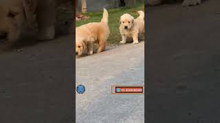 Top class Golden retriever rich color वाला Puppy 😍 dog goldenretriever shorts youtubeshorts [upl. by Eiggam]