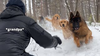 Emotional Dog Reunion with Grandparents After Months Apart Happiest Dogs Ever [upl. by Gothart]