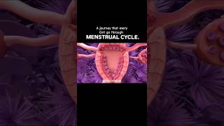 Menstrual Cycle biology menstrualcycle [upl. by Nalat]