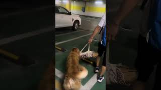 The golden retriever pestered its owner to go out together😂 [upl. by Atena]