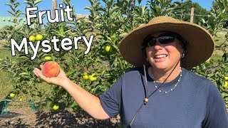 Why This Fruit is Missing from Our Farm [upl. by Hanley]