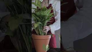 Repotting My Spathiphyllum  Peace Lily Moses Cradle Plant Care ASMR spathiphyllum repotting [upl. by Sherman]